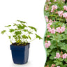 Geranium macr. Ingwersen's Variety - Ooievaarsbek - Bodembedekkend - Licht Roze - 6 Planten