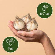 Sierui Allium &