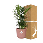 Detailfoto van Chamaedorea Elegans in ELHO Vibes Fold 14cm roze