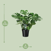 Monstera deliciosa, gatenplant met glanzend blad, 65 cm hoog
