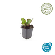 Bergenia cordifolia &