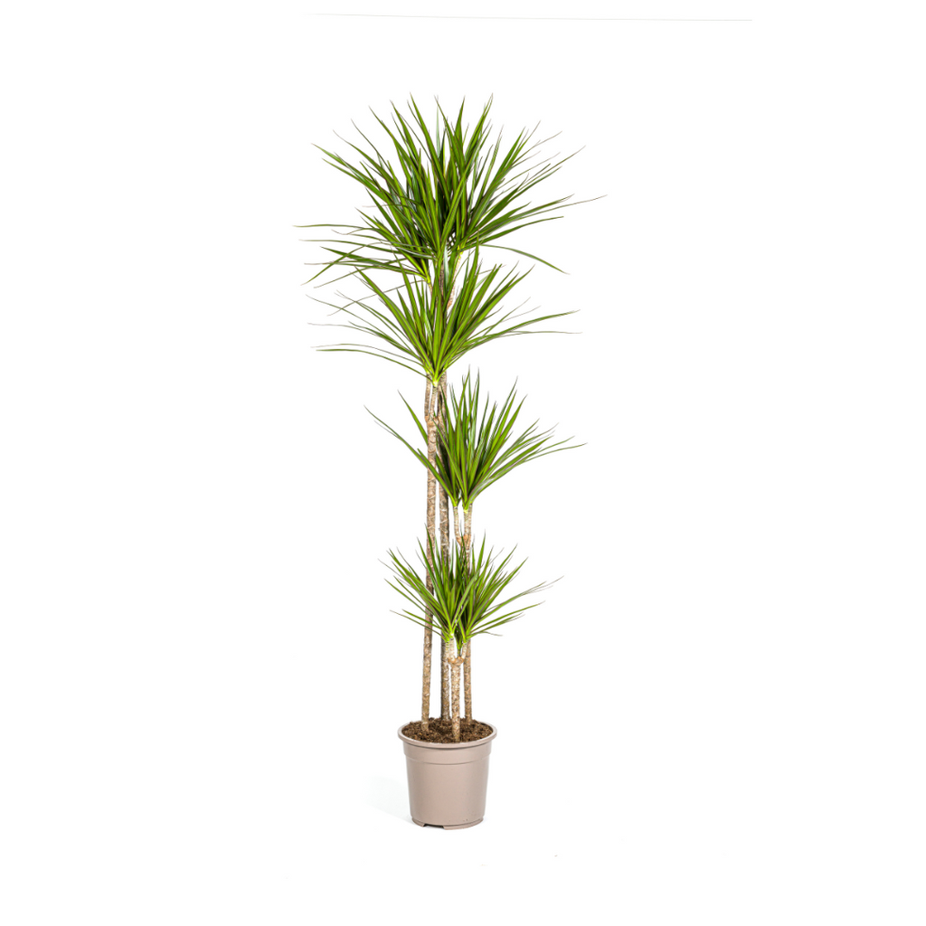Dracaena Marginata Green, plant in pot