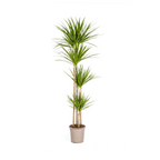 Dracaena Marginata Green, plant in pot