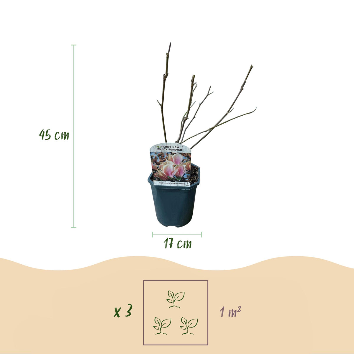 Magnolia Soulangiana, groeiwijze van de plant
