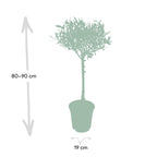 Detailfoto van Olea europaea, olijfboom op stam, 90 cm hoog