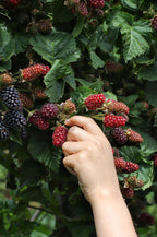 Productfoto van Rubus fruticosus 'Thornless Evergreen' - Doornloze Braam