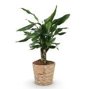 Dracaena fragrans Steudneri