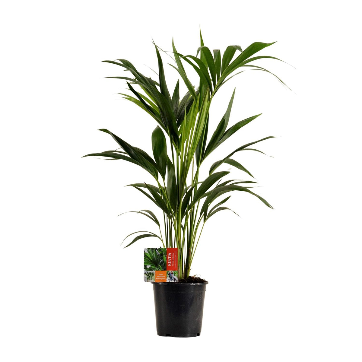 Howea Forsteriana, gezonde plant