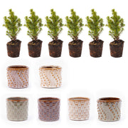 Mini-kerstbomen, pot Madrid, lichtsnoer 20 led, set van 6