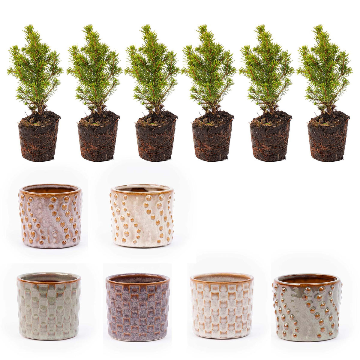 Detailfoto van Mini-kerstbomen, pot Madrid, lichtsnoer 20 led, set van 6