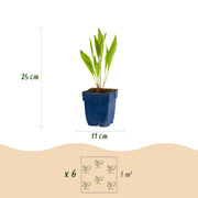 Echinacea paradoxa - Zonnehoed - Geel - 12 Planten