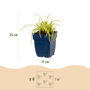 Carex oshimensis Evergold - Japanse Zegge - Groenblijvend - Geel-Groen