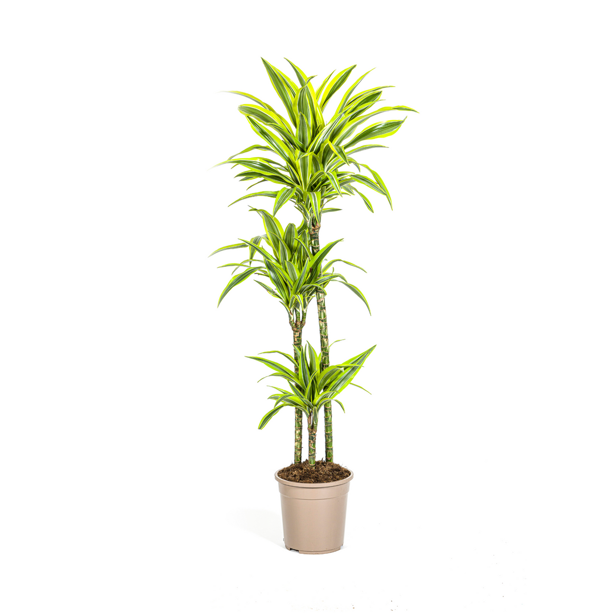 Dracaena Deremensis Lemon Lime, plant in pot