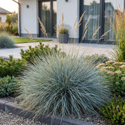 Festuca glauca - blauw schapengras - 12 planten