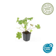 Geranium macr. &