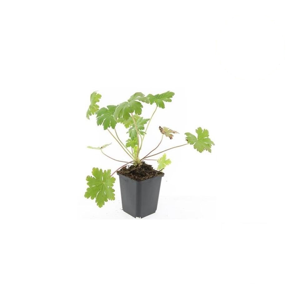 Geranium macr. 'Ingwersen's Var.', groene bladeren