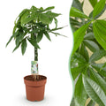 Pachira Aquatica gevlochten stam, detail van het blad