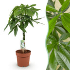 Pachira Aquatica gevlochten stam, detail van het blad
