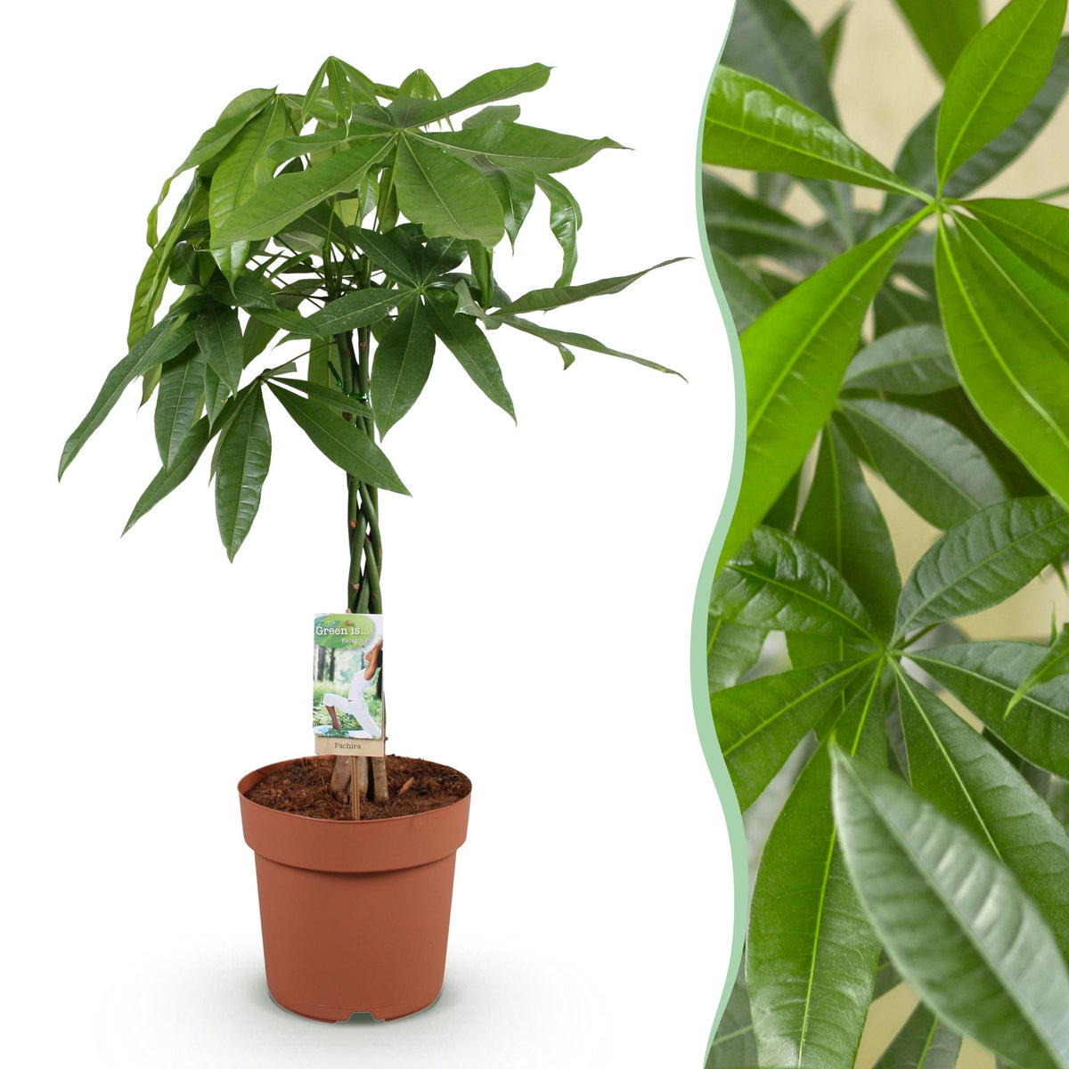 Pachira Aquatica gevlochten stam, detail van het blad