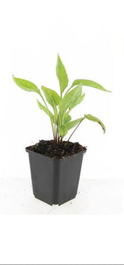 Echinacea p. &