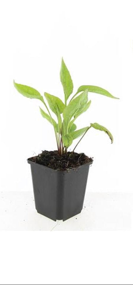 Echinacea p. 'White Swan', groeiwijze van de plant