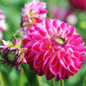 Dahlia 'Little Robert', ronde bloem, 24 knollen voor 4 m²