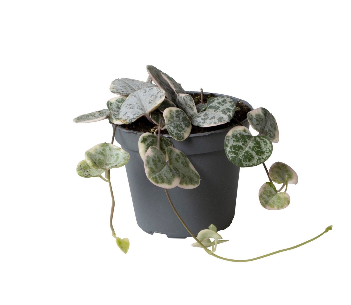 Ceropegia woodii 'Variegata', bonte rozenkrans, baby Ø6 cm, plant in pot