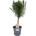 Productafbeelding van Pureplant