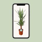 Yucca, groene bladeren