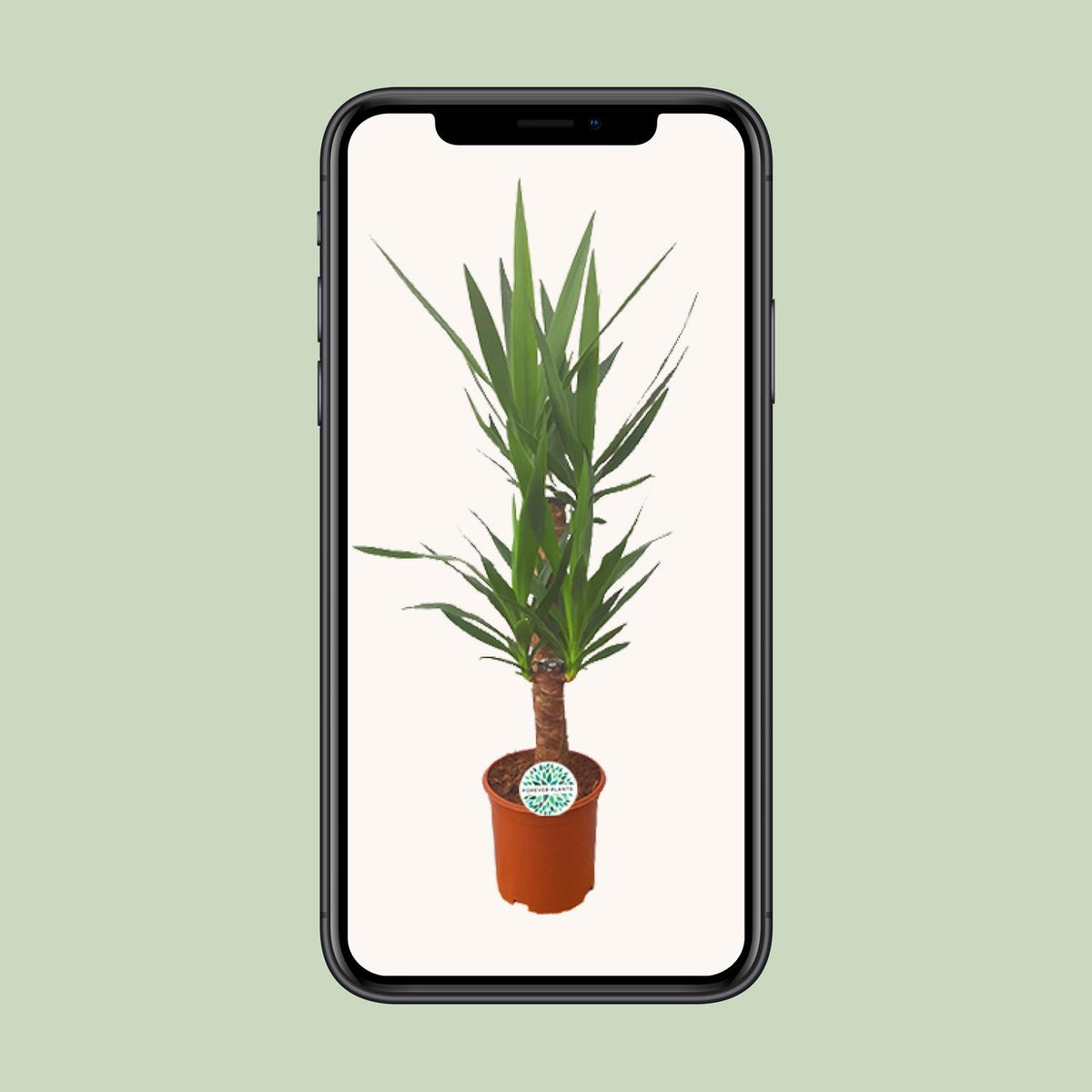 Yucca, groene bladeren