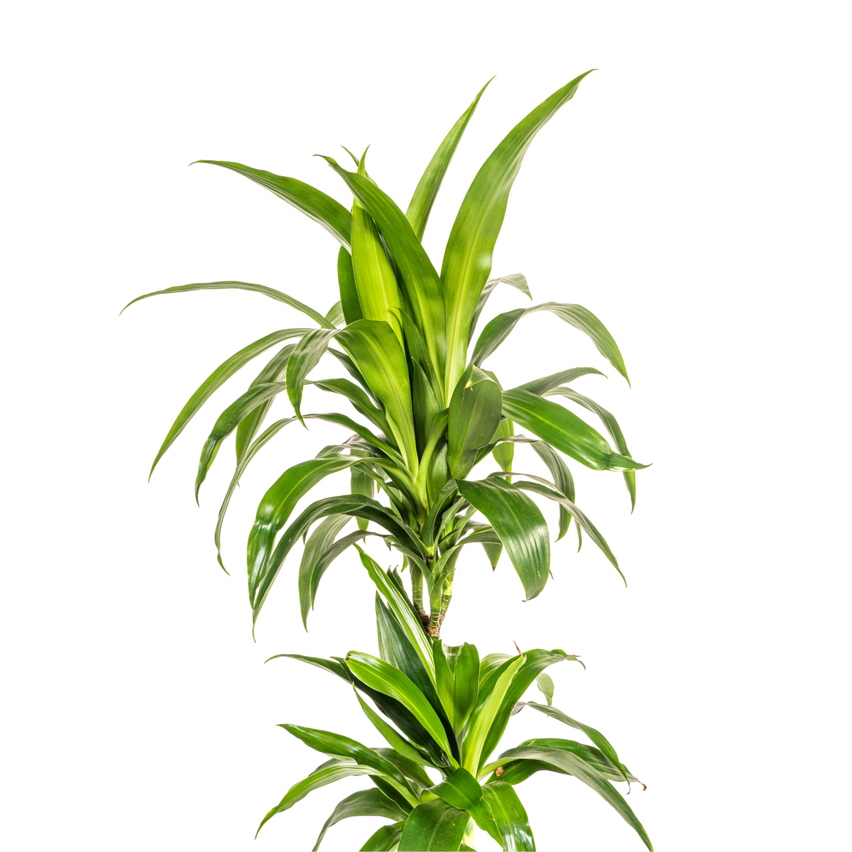 Dracaena Deremensis Lisa, detail van het blad