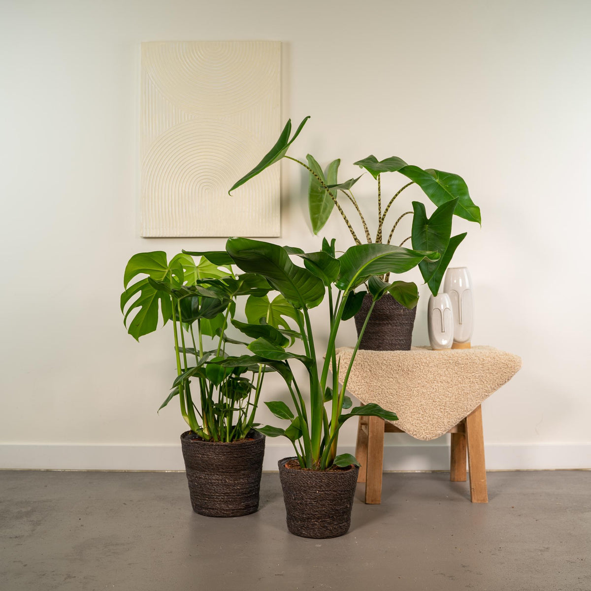Productfoto van Monstera Deliciosa