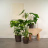 Monstera Deliciosa