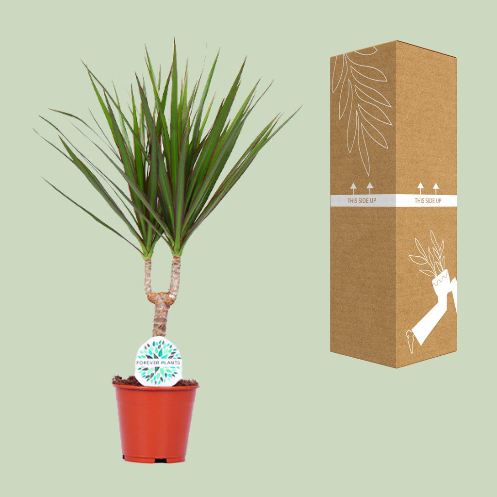 Detailfoto van Dracaena Marginata