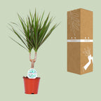 Detailfoto van Dracaena Marginata