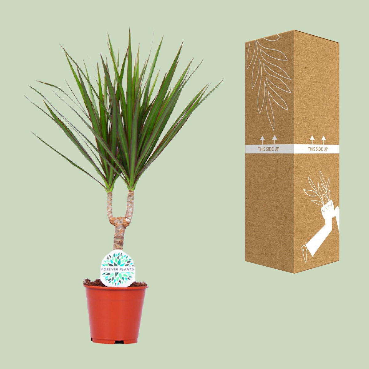 Detailfoto van Dracaena Marginata