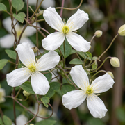 Clematis montana &