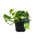 Productfoto van Scindapsus (Epipremnum) N'joy Gold