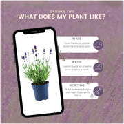 Echte lavendel Felice, set van 6 planten