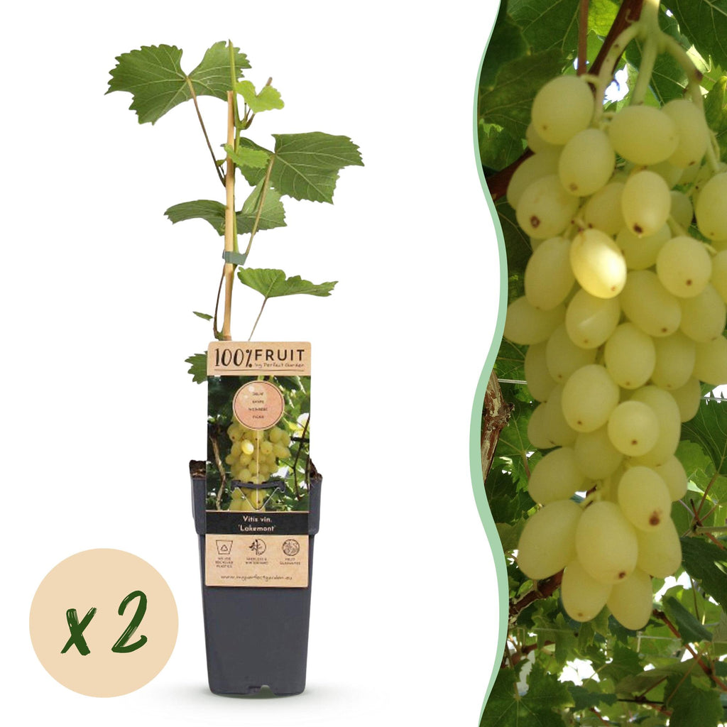 Druivenplant Lakemont, fruitgewas voor de tuin, detail van het blad