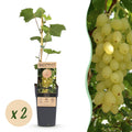 Druivenplant Lakemont, fruitgewas voor de tuin, detail van het blad