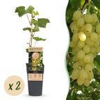 Druivenplant Lakemont, fruitgewas voor de tuin, detail van het blad