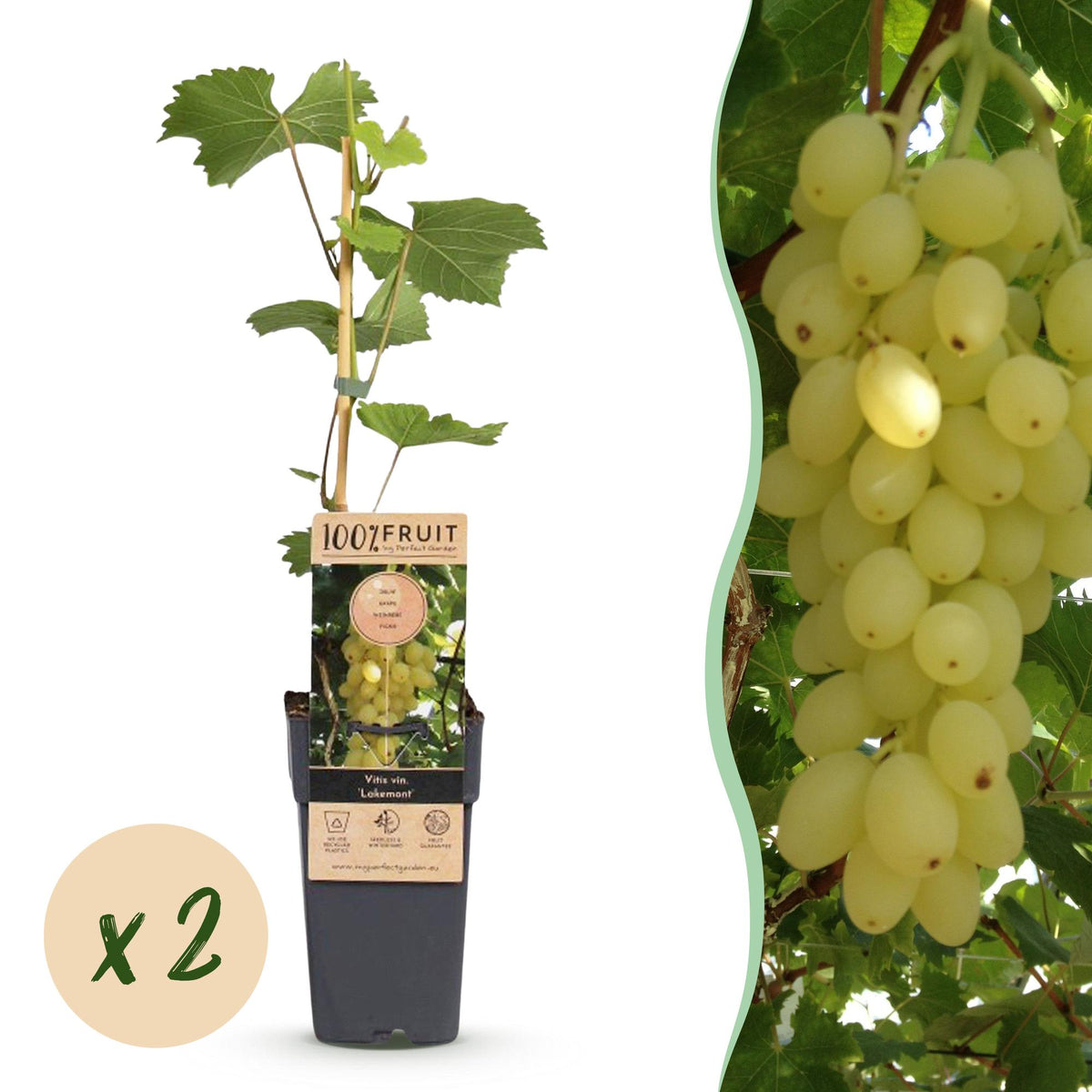 Druivenplant Lakemont, fruitgewas voor de tuin, detail van het blad