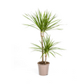 Dracaena Marginata Green, plant in pot