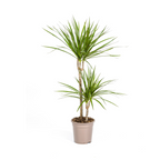 Dracaena Marginata Green, plant in pot
