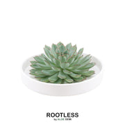 ROOTLESS Succulent Echeveria Pulidonis in schaal &