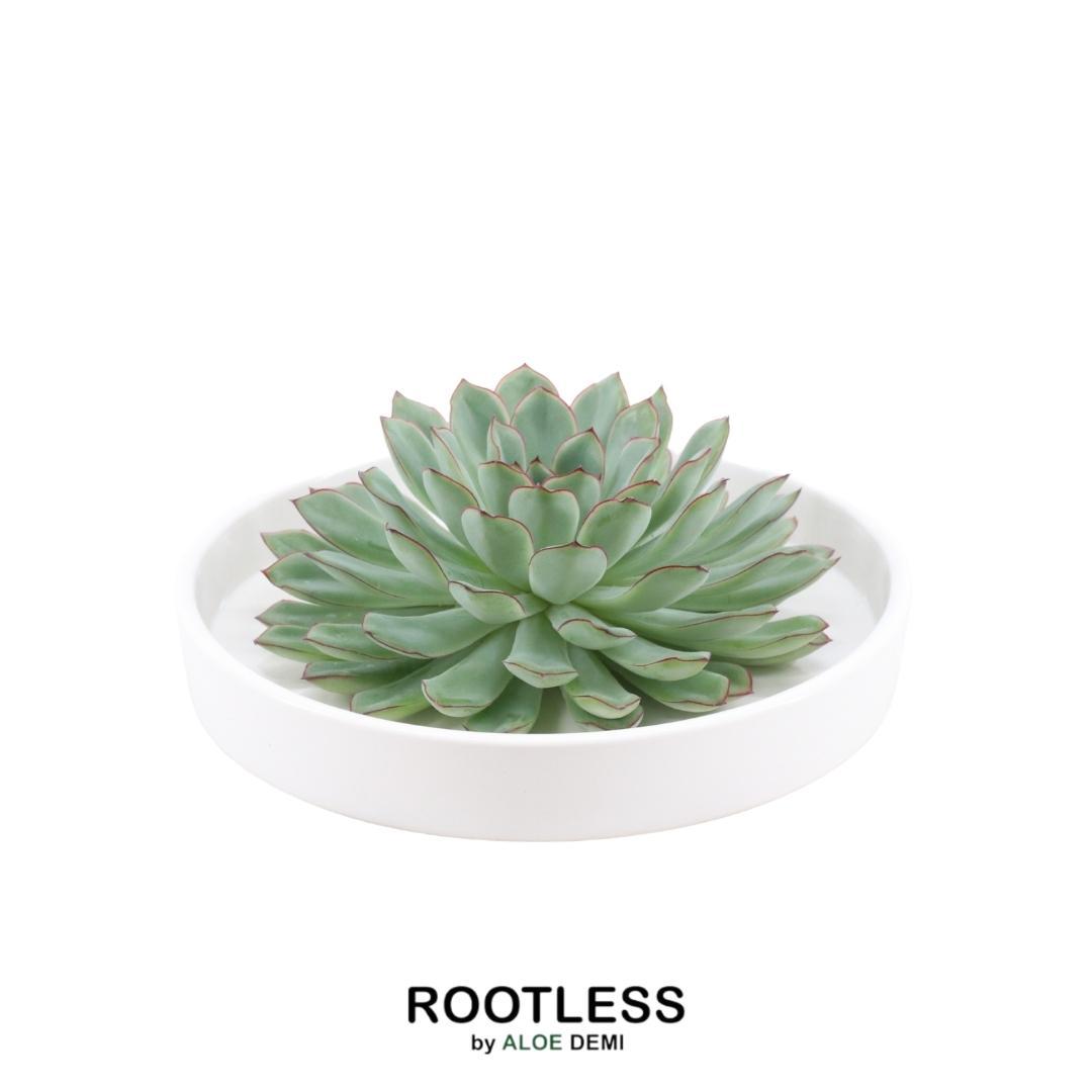 ROOTLESS Succulent Echeveria Pulidonis in schaal 'wit', detail van het blad