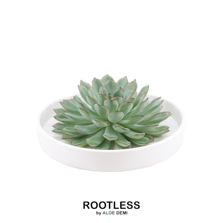 ROOTLESS Succulent Echeveria Pulidonis in schaal &