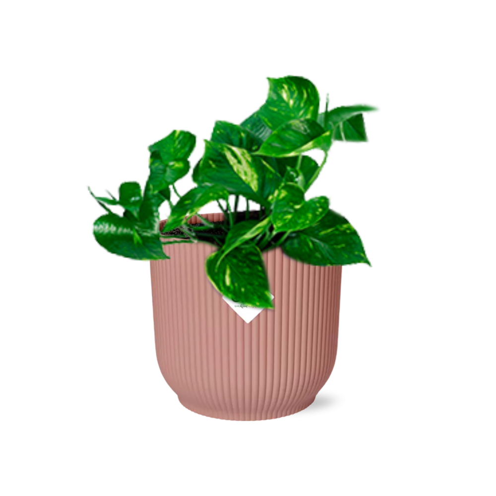 Productfoto van Epipremnum Pinnatum ‘Aureum’ in ELHO Vibes Fold 14cm roze