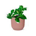 Productfoto van Epipremnum Pinnatum ‘Aureum’ in ELHO Vibes Fold 14cm roze